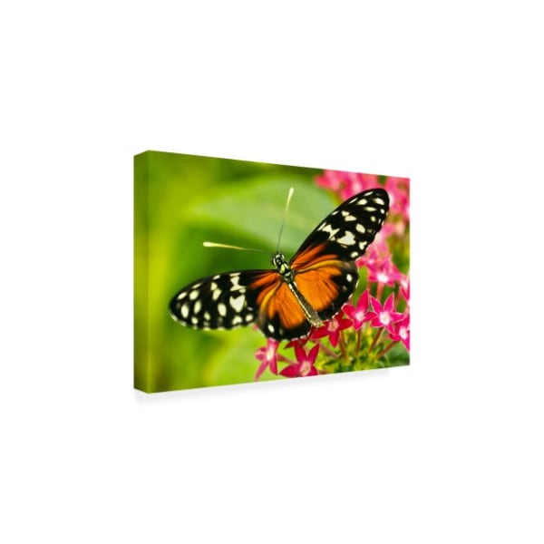 Mitch Catanzaro 'Cream Orange Butterfly' Canvas Art,16x24